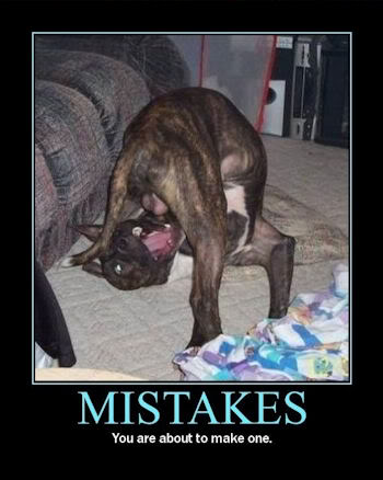 funny-dog-mistakes.jpg