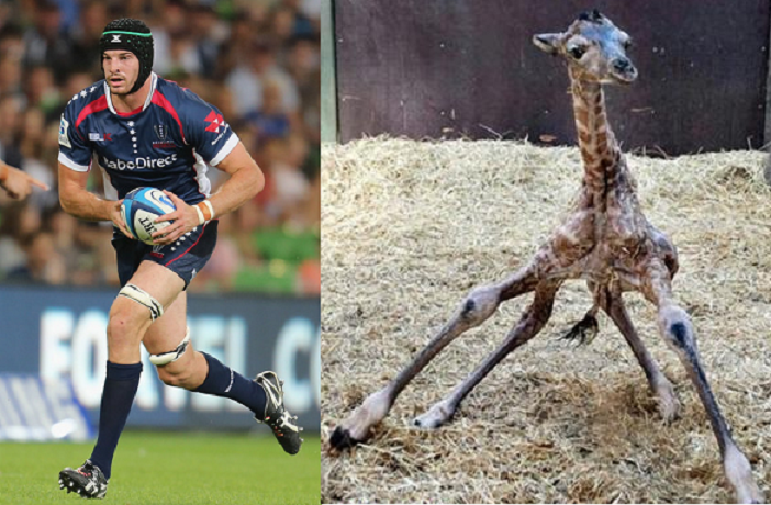 hugh pyle and giraffe.png