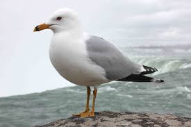 Seagull.jpg