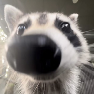 Rugby Racoon